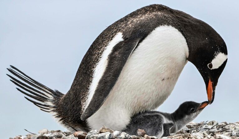 Penguins bring forward breeding season as Antarctica warms: