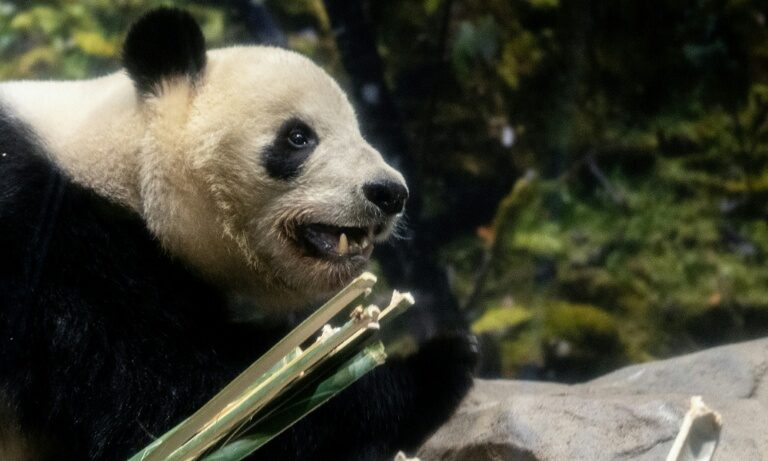 Fans bid farewell to Japan’s only pandas